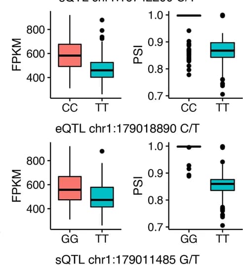 Open access visualization of Box Plot, Gene level expression, Splicing-variation, Intron, Maize lines