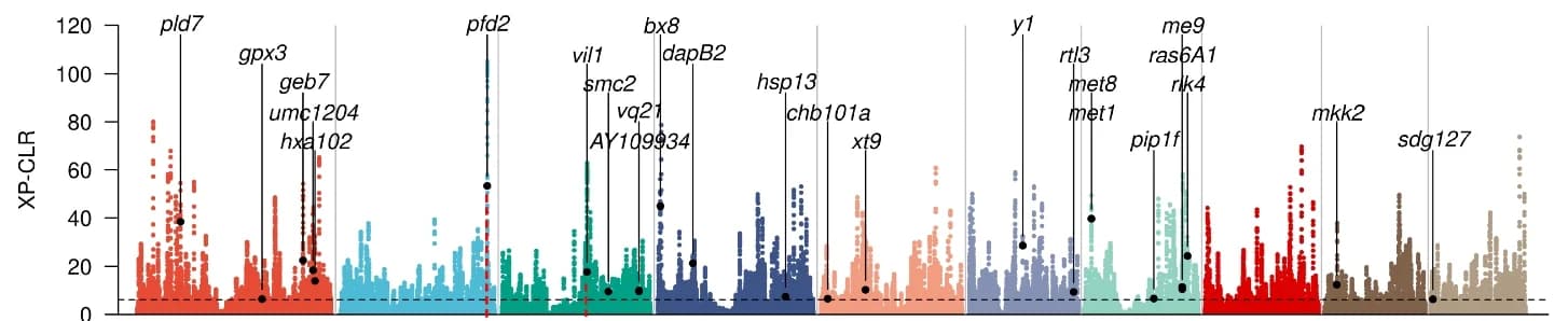 Open access visualization of Manhattan Plot, XP-CLR, Selective Sweeps, Expression Heritability, Temperate Maize