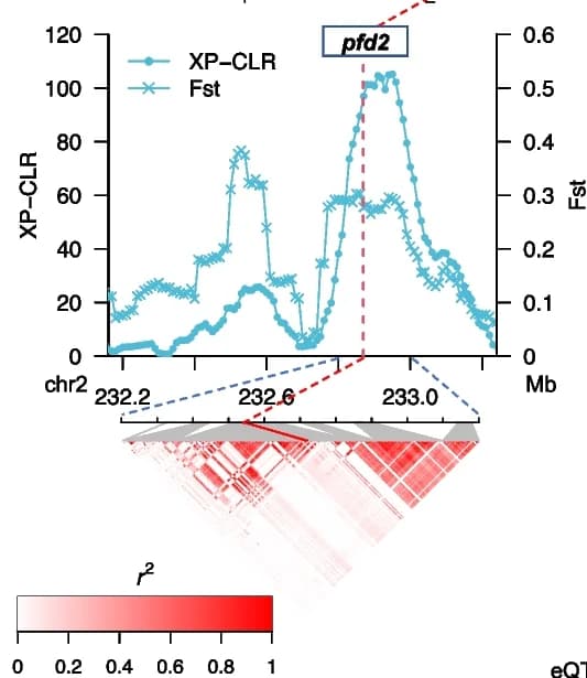 Open access visualization of Line Plot, Heatmap, Maize, Arabidopsis, PREFOLDIN-2