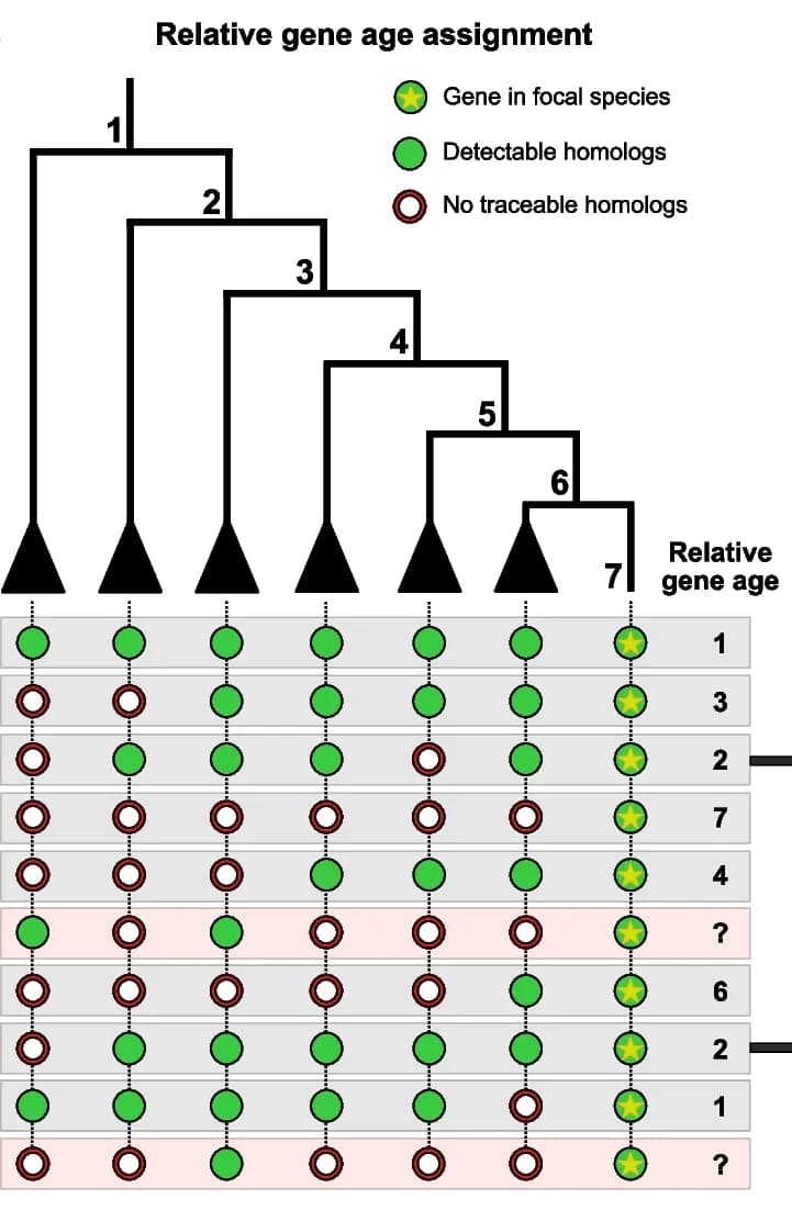 Open access visualization of Workflow, Illustration, Gene Ages, Genomic Phylostratigraphy, Homologs