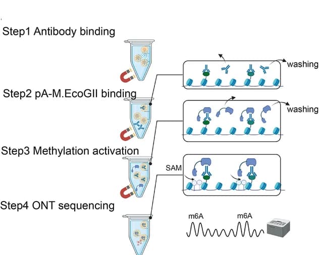 Open access visualization of Workflow, Illustration, BIND&MODIFY, Recombinant Protein, ONT Sequencing