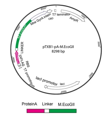 Open access visualization of Illustration, Plasmid Map, Recombinant Protein, Protein Purification, Fusion Protein