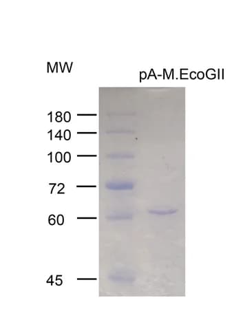 Open access visualization of Gel, Coomassie Blue Gel, Protein Purity, Recombinant Protein