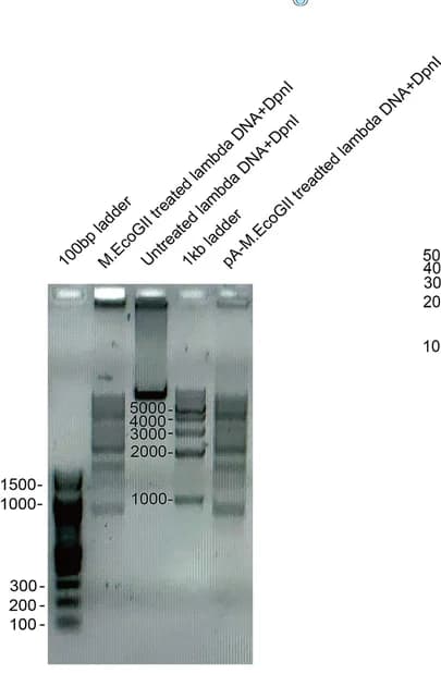 Open access visualization of Gel, Lambda DNA, Recombinant Protein, m6A Methylation, Restriction Endonuclease