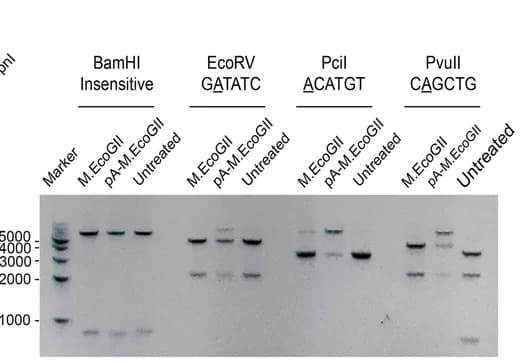 Open access visualization of Gel, dsDNA, Recombinant Protein, m6A Methylation, Restriction Endonuclease