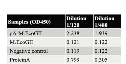 Open access visualization of Table Image, Antibody Affinity, Recombinant Protein, Secondary Antibody