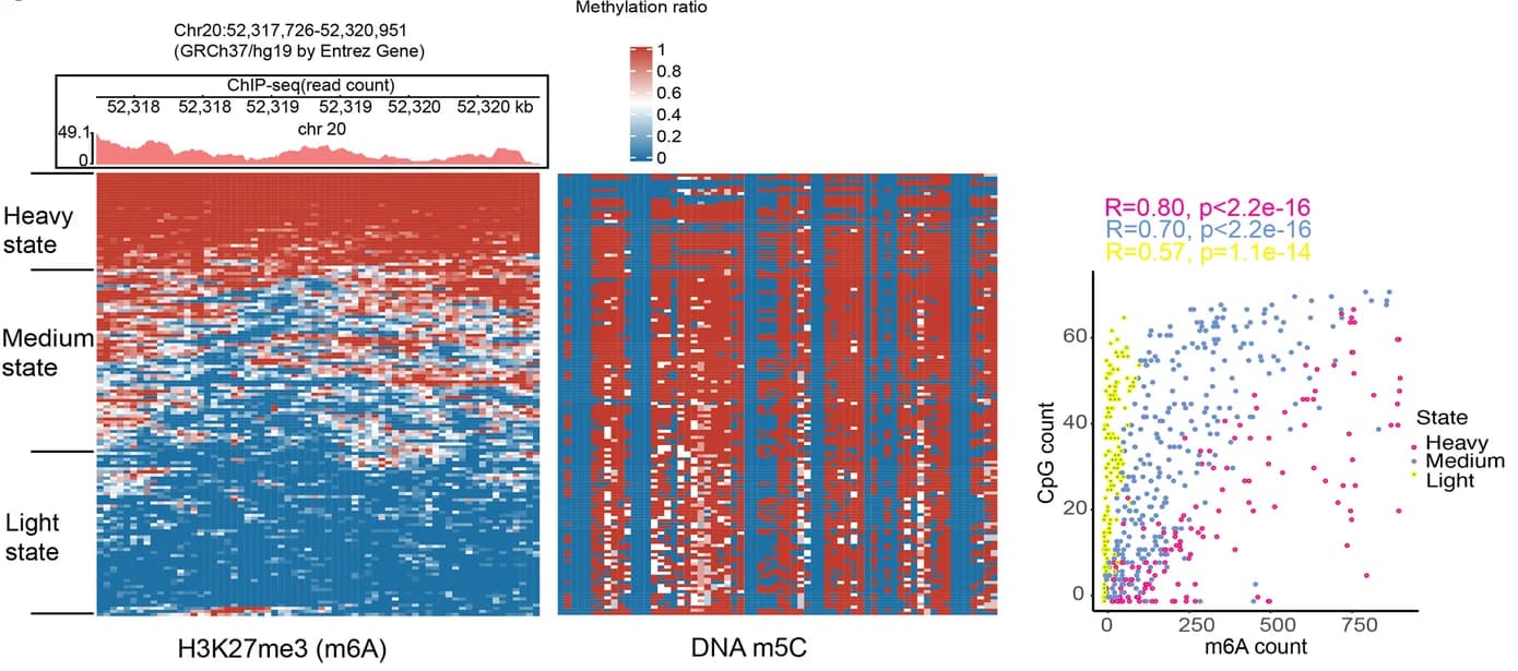 Open access visualization of Scatter Plot, Line Plot, Heatmap, ChIP-seq, H3K27me3