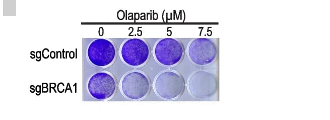 Open access visualization of Photo, B80-T5 Cells, sgRNAs, Olaparib