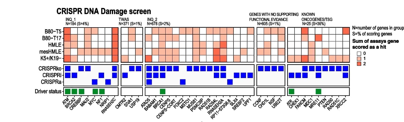 Open access visualization of Heatmap, DNA Repair Genes