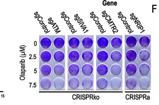 Open access visualization of Photo, Crystal Violet, Validation