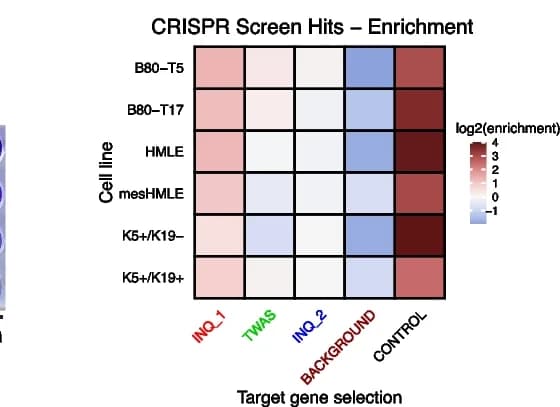Open access visualization of Heatmap, INQUISIT, TWAS, eQTL Studies, Phenotypic Screens