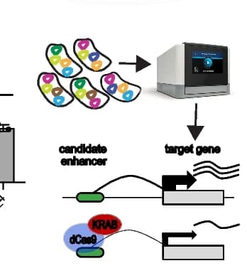 Open access visualization of Workflow, Bar Plot, CRISPRqtl, Experiment