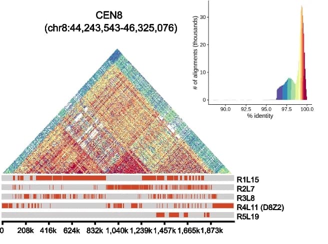 Open access visualization of Heatmap, Histogram, CEN8