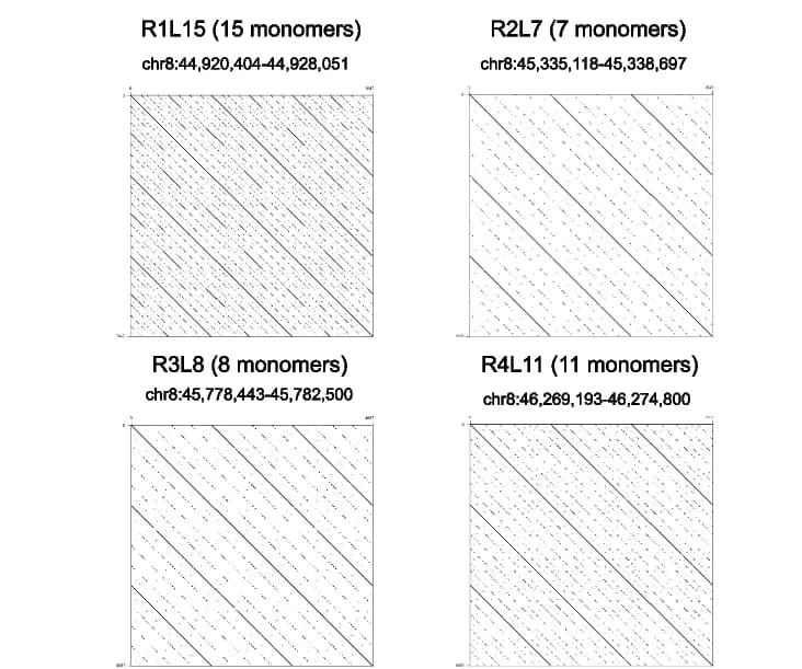 Open access visualization of Scatter Plot, HORs, CEN8, Dotplots, Monomer Pattern