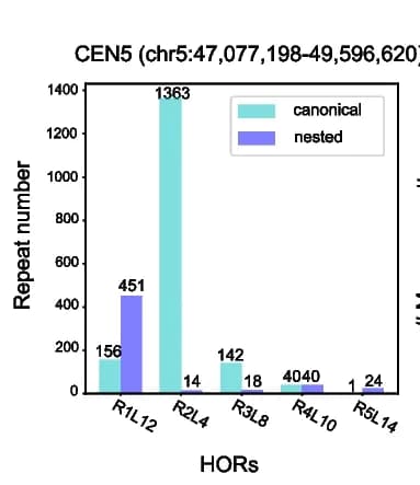 Open access visualization of Clustered, Bar Plot, HOR repeat, CEN5