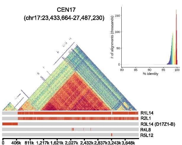 Open access visualization of Heatmap, Histogram, Structure, Annotation, CEN17
