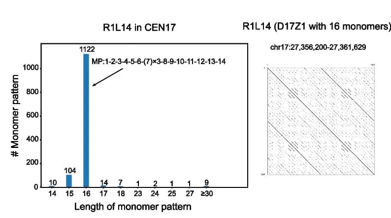 Open access visualization of Bar Plot, Heatmap, Monomer patterns, CEN17, R1L14