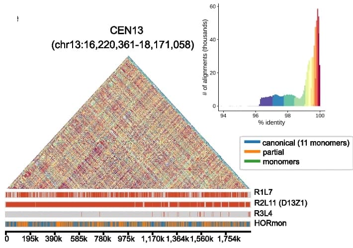 Open access visualization of Heatmap, Histogram, Structure, Annotation, CEN13