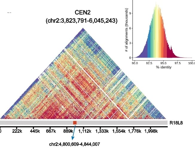 Open access visualization of Heatmap, Histogram, CEN2, R18L8, Structure