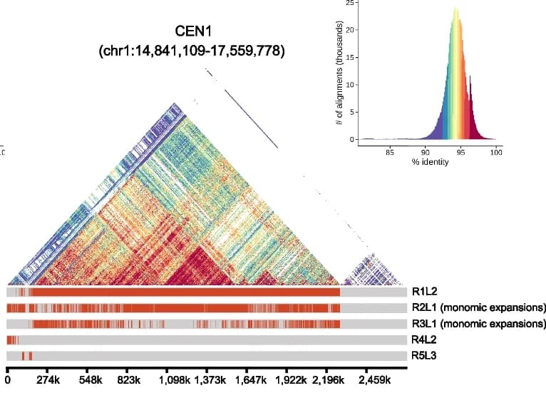 Open access visualization of Heatmap, Histogram, CEN1, Structure, Annotation