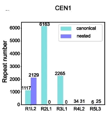 Open access visualization of Bar Plot, Clustered, HOR Repeat, CEN1