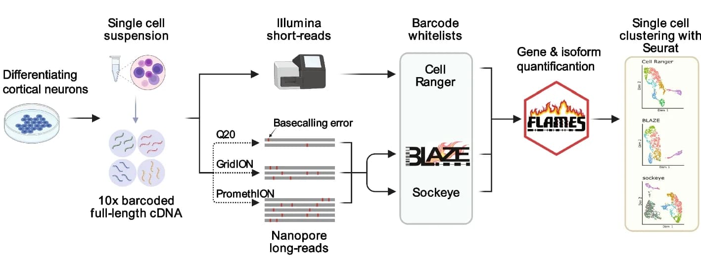 Open access visualization of Workflow, Scatter Plot, UMAP, Experimental design, Human induced pluripotent stem cells