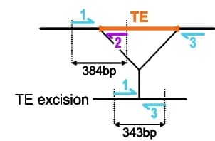 Open access visualization of Illustration, Primers, hobo excision