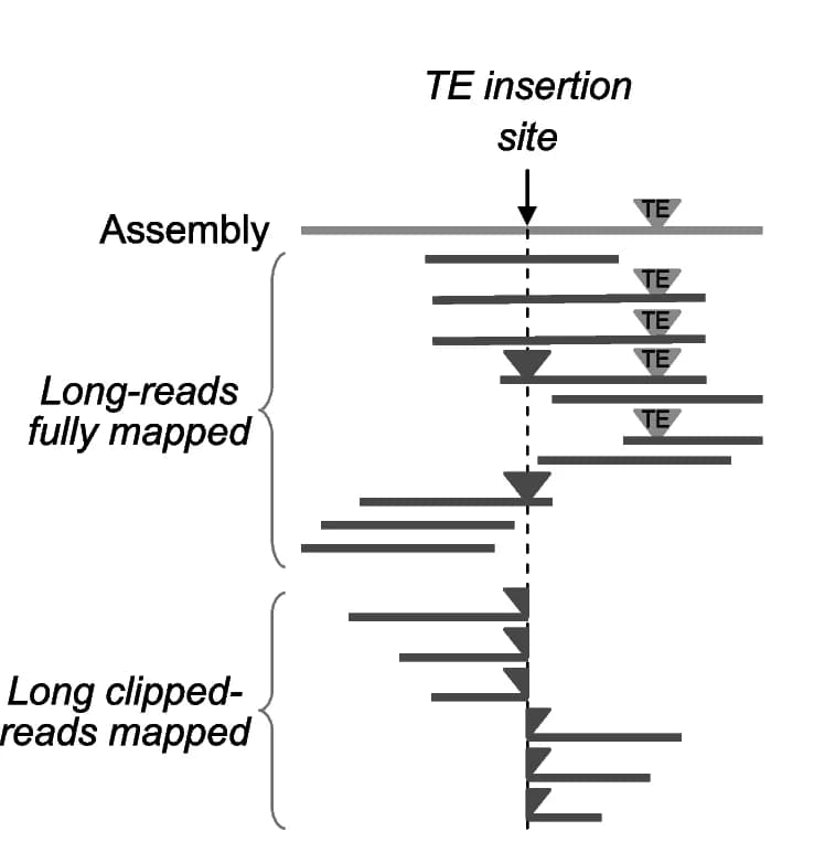 Open access visualization of Workflow, Illustration, Frequency estimation, Mapped reads, Clipped reads