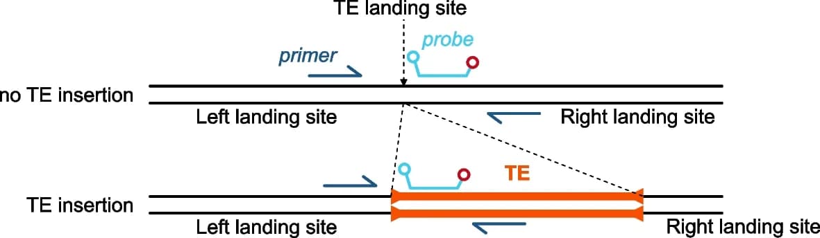 Open access visualization of Illustration, Workflow, Primer Pair, Probe Design, ddPCR