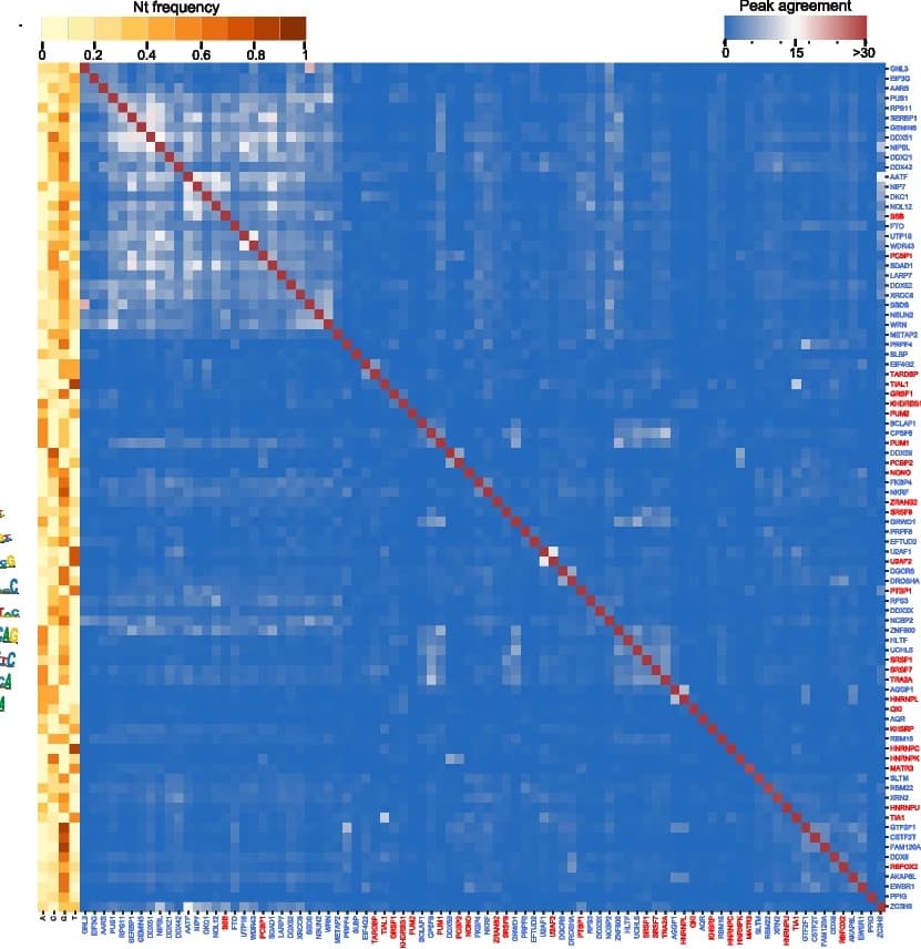 Open access visualization of Heatmap, Clustered, Bar Plot, Peak Agreement, RBPs
