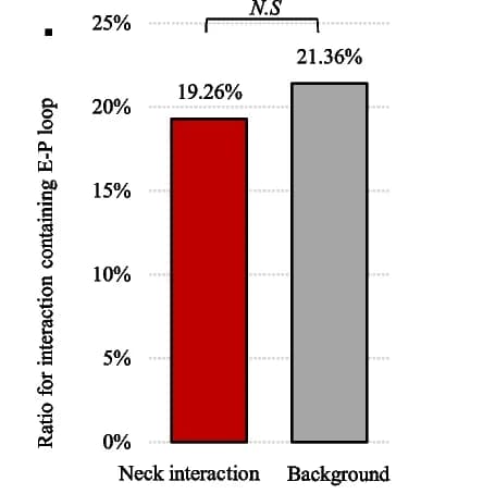 Open access visualization of Bar Plot, E-P Loops, Neck Interactions