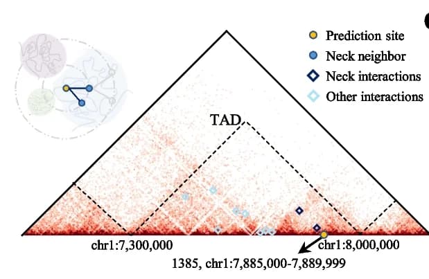 Open access visualization of Heatmap, Network, FaCIN, DSB Site, Hi-C Contact Map