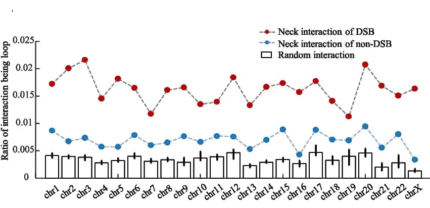 Open access visualization of Line Plot, Error Bars, Bar Plot, DSB Sites, Neck Interactions