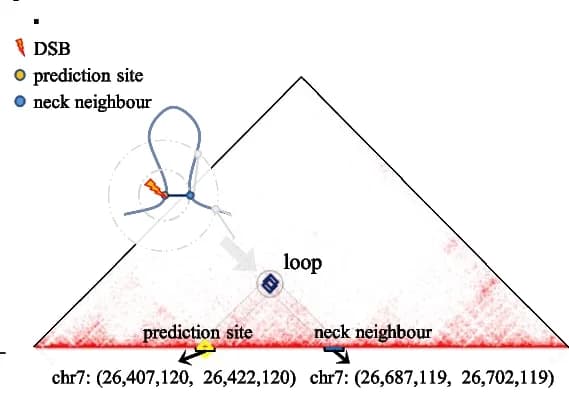 Open access visualization of Heatmap, DSB Sites, Neck Interactions, Loops