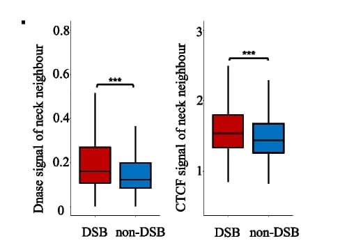 Open access visualization of Box Plot, DSB Sites, Neck Neighbors, CTCF, DNase I