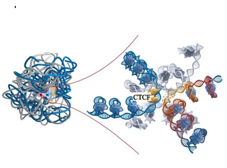 Open access visualization of Protein Structure, Chemical Structure, DSB formation model, 3D chromatin structure, DSB-surrounding space