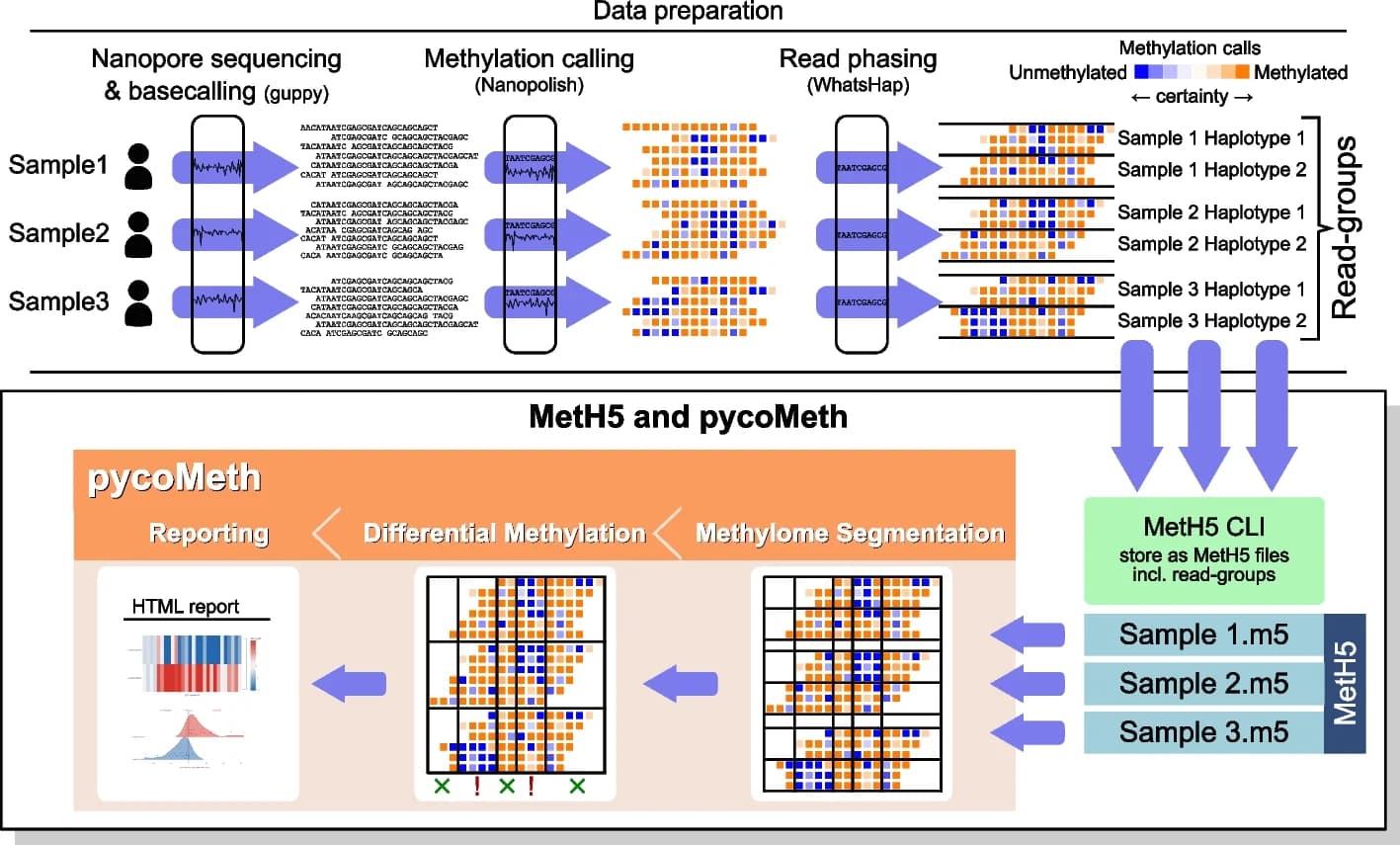 Open access visualization of Workflow, Flowchart, Differential Methylation Analysis, ONT Data, MetH5