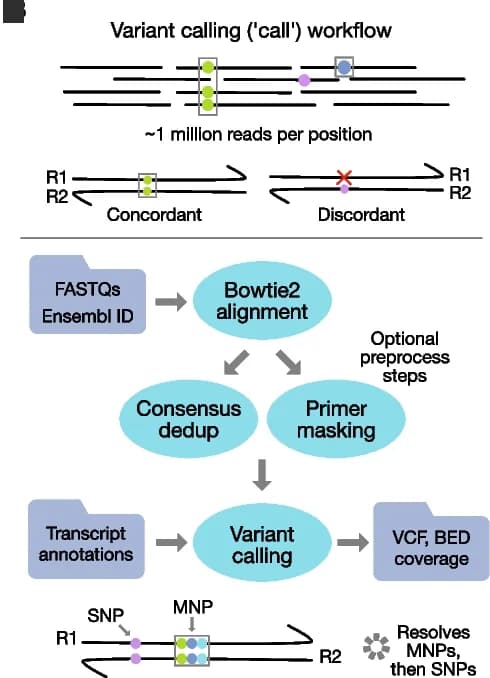 Open access visualization of Workflow, Flowchart, Illustration, SNPs, MNPs