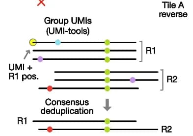 Open access visualization of Workflow, Illustration, Consensus deduplication, UMI-tools, Paired-end reads