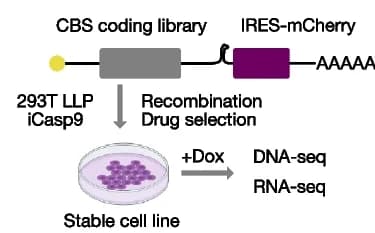 Open access visualization of Workflow, Illustration, Experimental Strategy, CBS variant library, gDNA