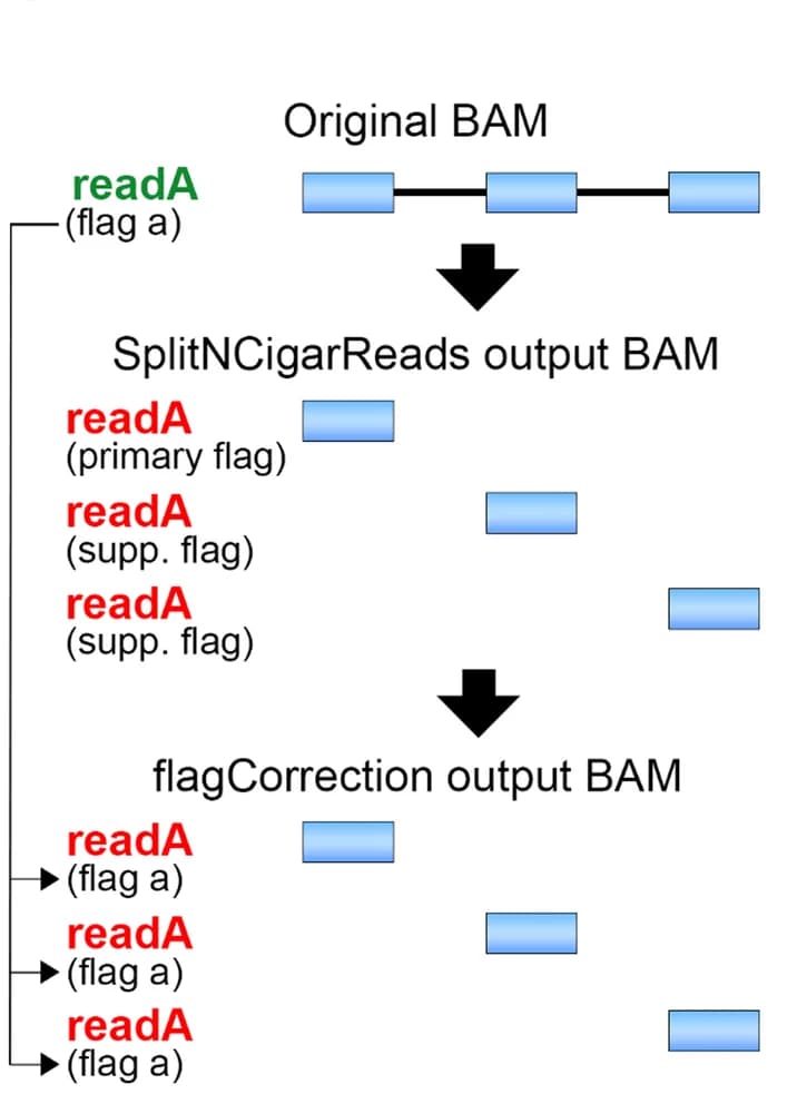 Open access visualization of Workflow, Flowchart, Illustration, BAM files, Alignment transformations