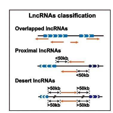 Open access visualization of Illustration, LncRNAs, Overlapped LncRNAs, Proximal LncRNAs, Desert LncRNAs