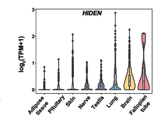 Open access visualization of Violin Plot, HIDEN Expression, Human Tissues, GTEx Database
