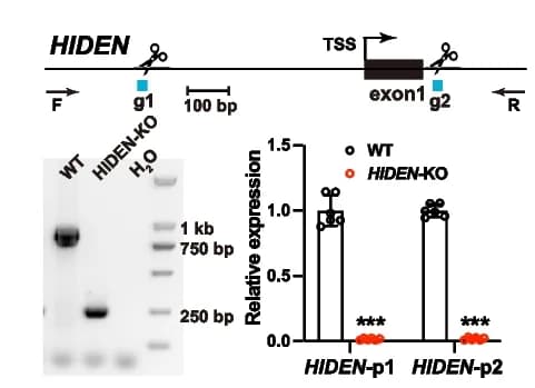 Open access visualization of Bar Plot, Gel, Scatter Plot, CRISPR/Cas9, HIDEN