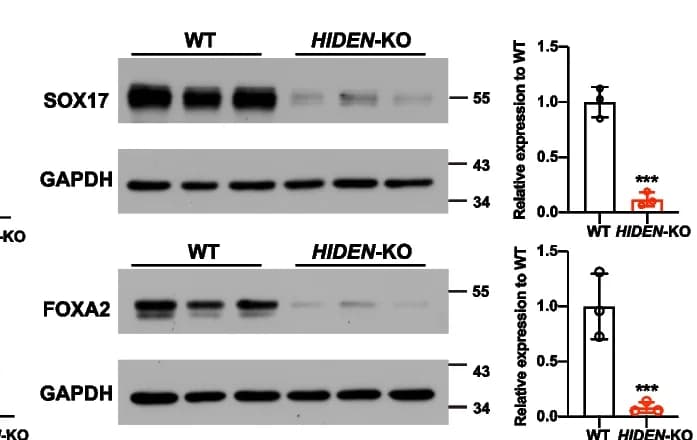 Open access visualization of Bar Plot, Error Bars, Gel, Protein Levels, DE markers