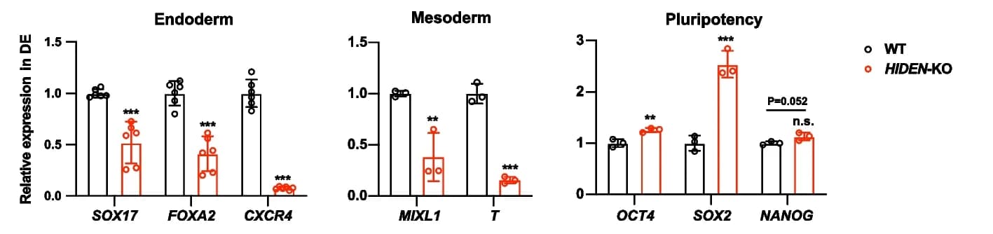 Open access visualization of Bar Plot, Error Bars, Scatter Plot, RNA Expression, Endoderm genes