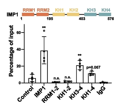 Open access visualization of Bar Plot, Error Bars, HIDEN Binding Domain, IMP1 Protein, FLAG-tagged IMP1