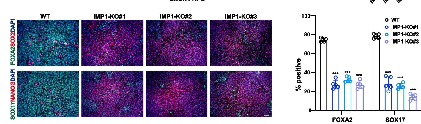 Open access visualization of Microscopy, Bar Plot, Scatter Plot, Error Bars, Immunofluorescence