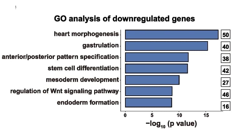Open access visualization of Bar Plot, GO Analysis, Downregulated Genes, Definitive Endoderm Cells, IMP1-KO