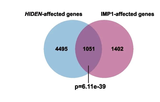 Open access visualization of Venn Diagram, Differentially Expressed Genes, HIDEN-KO, IMP1-KO, Overlap Analysis